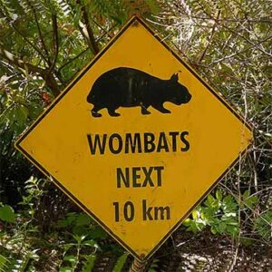 About Wombat Survival and ColloidalSilverAlternative.com